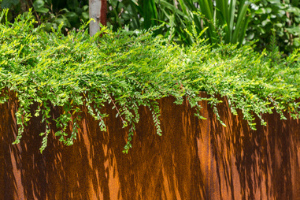 So Corten vous donne les bonnes raisons de choisir l'acier CorTen pour votre jardin.